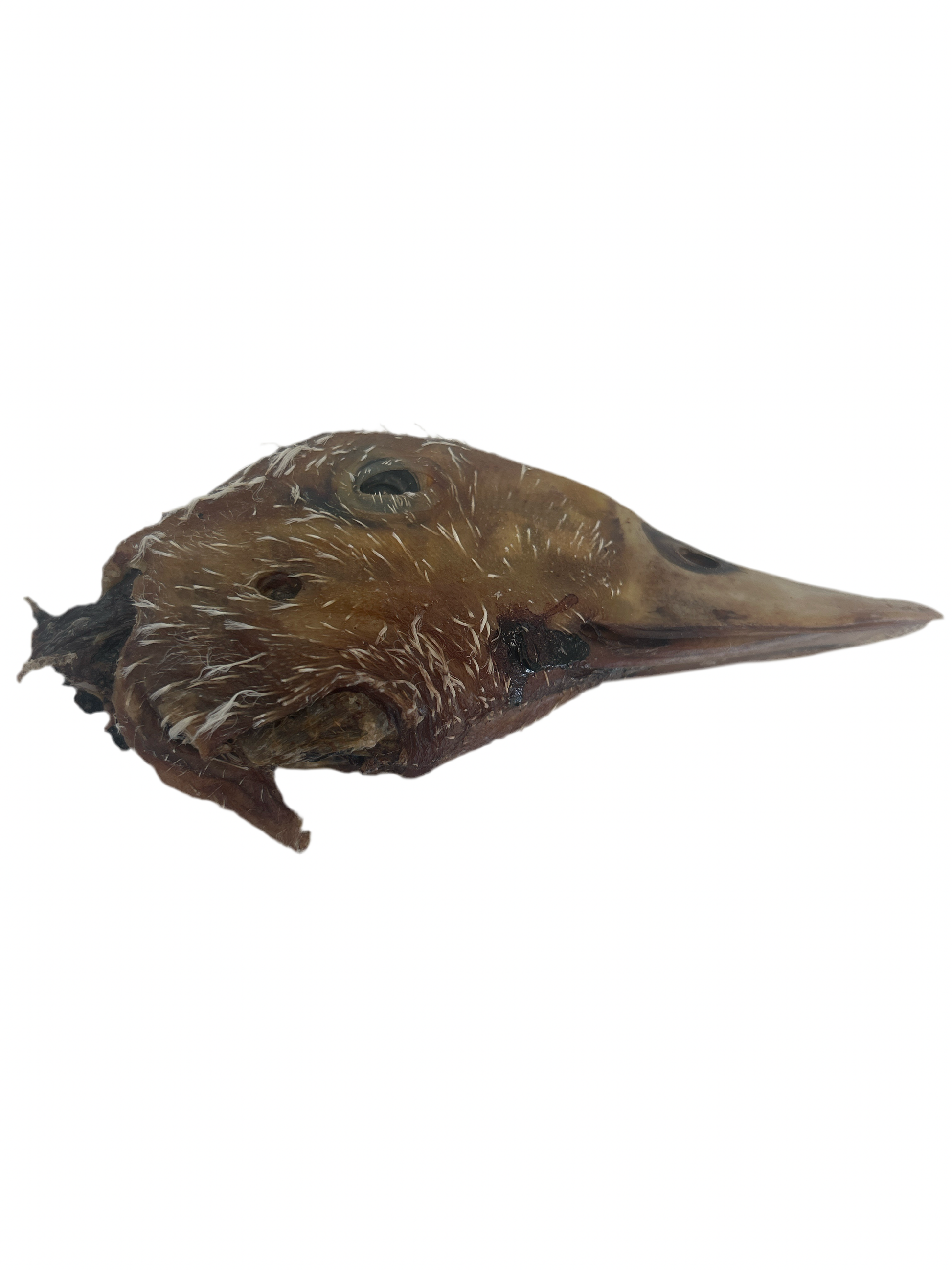 Tête de Canard