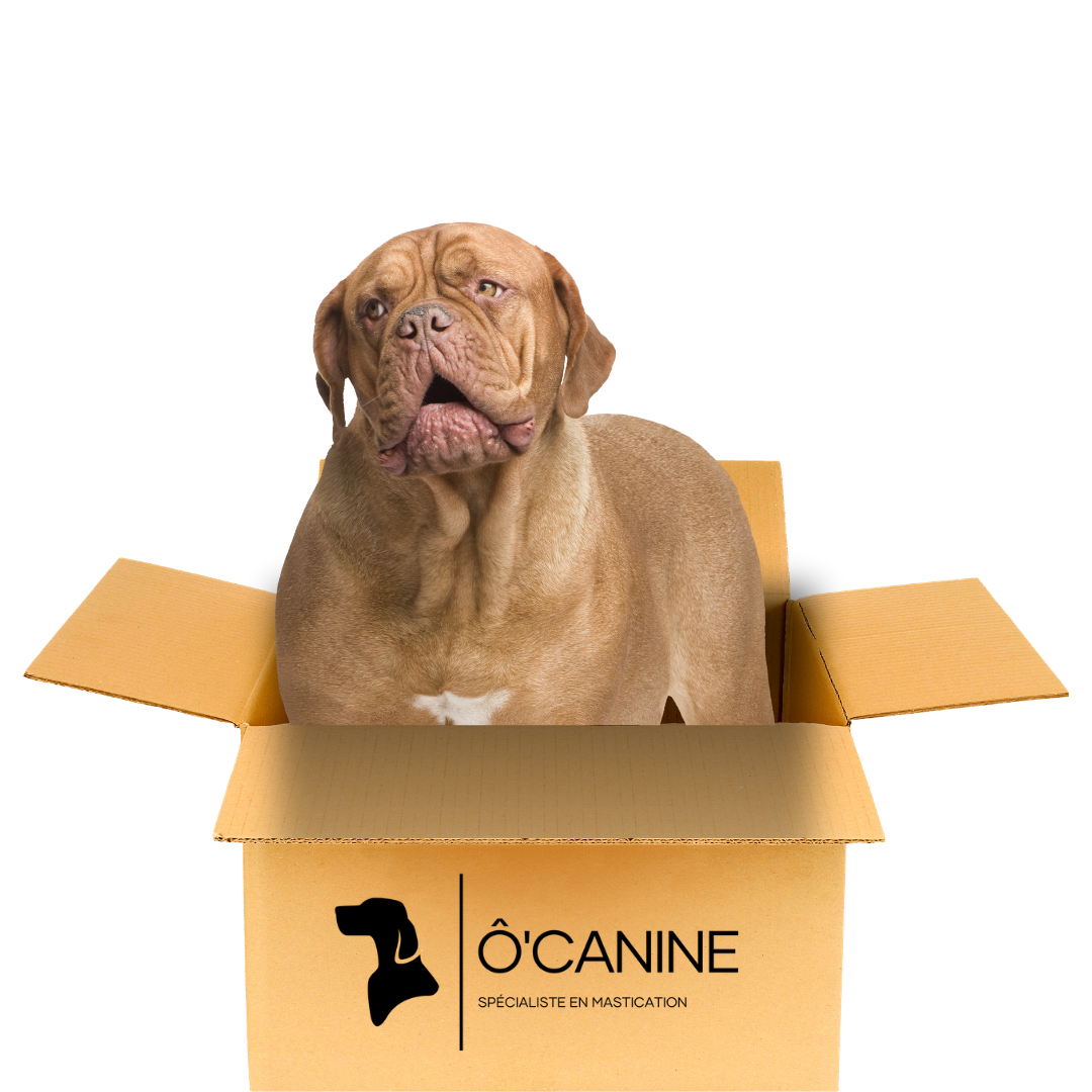 Boîte La canine d'acier