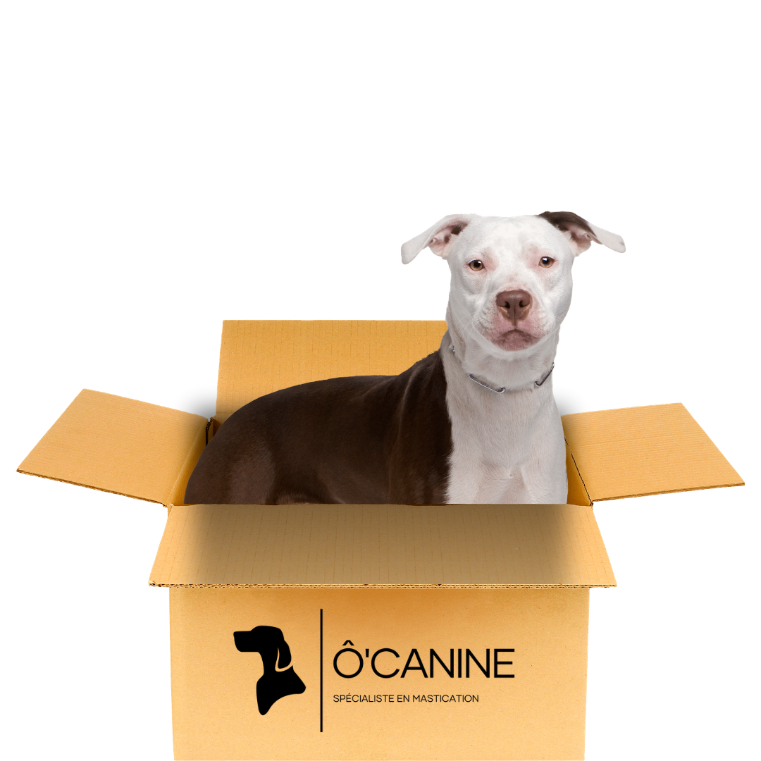 Boîte La grande canine