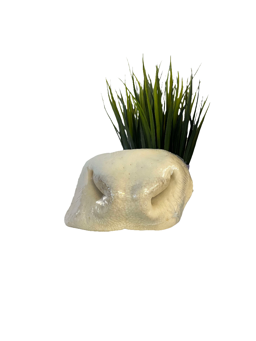 Nez de Vache