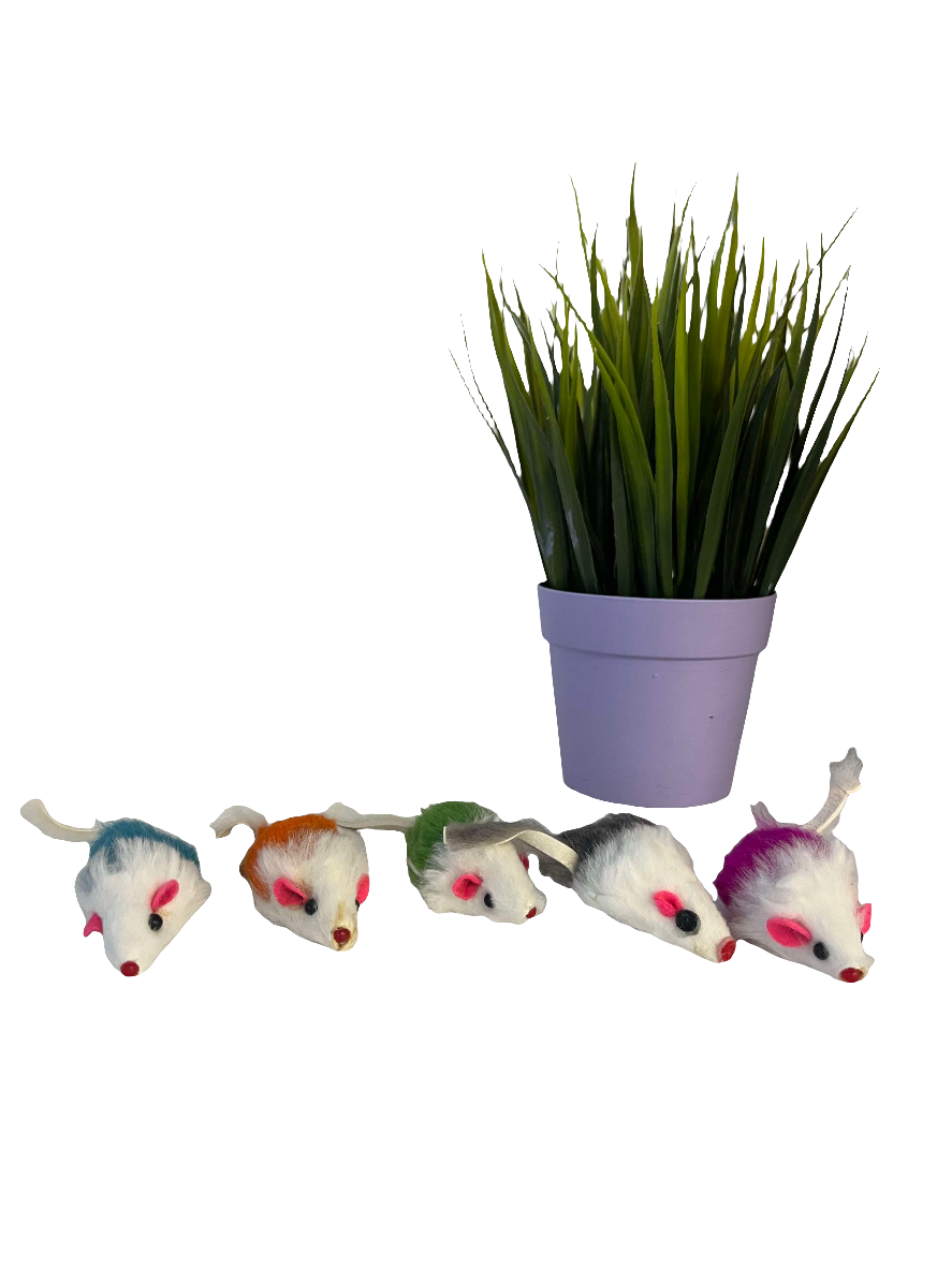 Petite souris individuelle